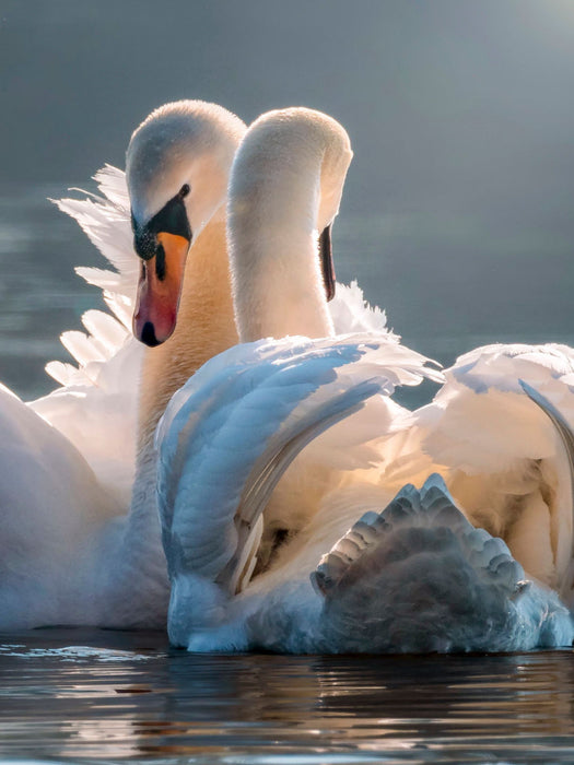 Schwäne, Liebe verbindet - CALVENDO Foto-Puzzle'