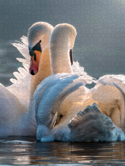 Schwäne, Liebe verbindet - CALVENDO Foto-Puzzle'