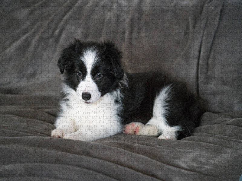 Holly - CALVENDO Foto-Puzzle'