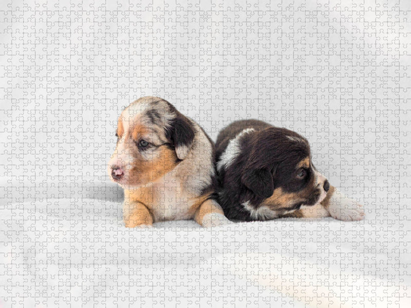 Ein Motiv aus dem Kalender Border Welpen - CALVENDO Foto-Puzzle'