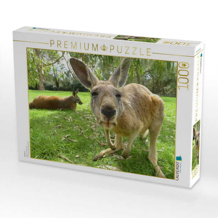 Känguru - CALVENDO Foto-Puzzle'