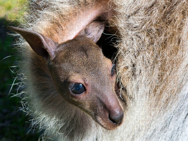 Kängurujunges im Beutel - CALVENDO Foto-Puzzle'