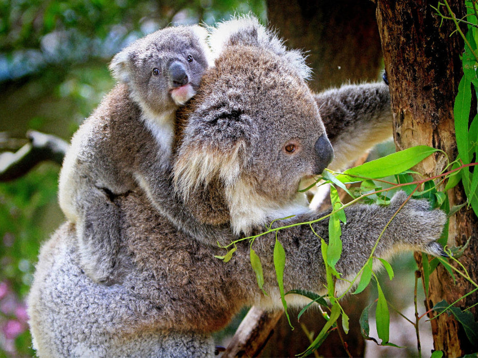 Koalabär mit Baby - CALVENDO Foto-Puzzle'
