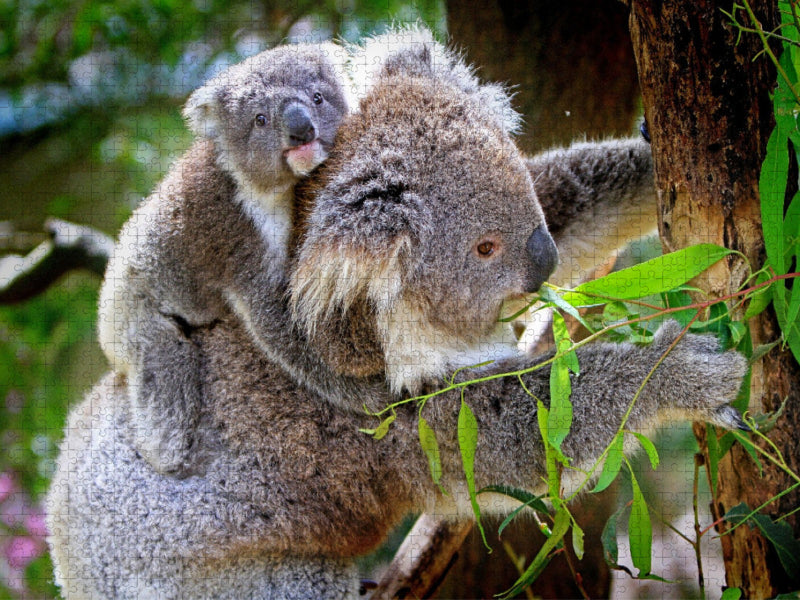 Koalabär mit Baby - CALVENDO Foto-Puzzle'