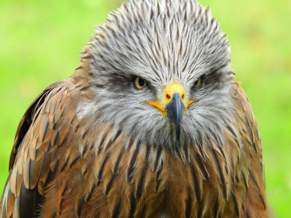 Adler - CALVENDO Foto-Puzzle'