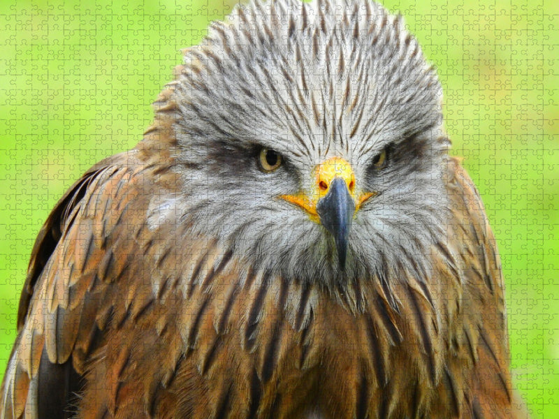 Adler - CALVENDO Foto-Puzzle'