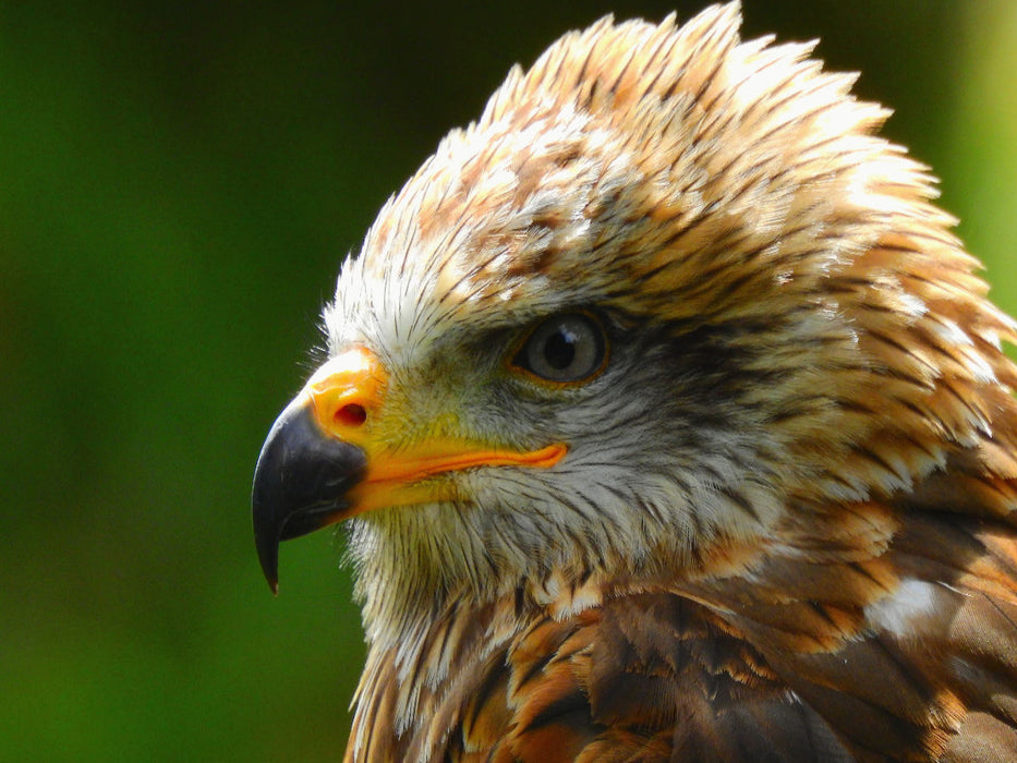 Steinadler - CALVENDO Foto-Puzzle'