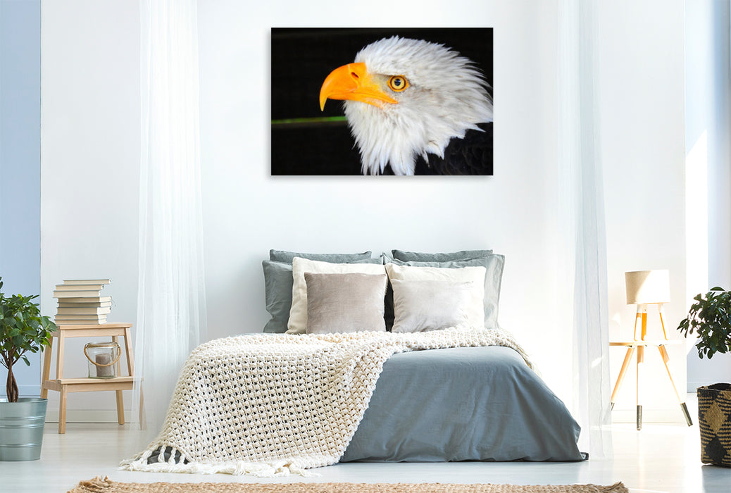 Premium Textil-Leinwand Premium Textil-Leinwand 120 cm x 80 cm quer Weisskopfseeadler