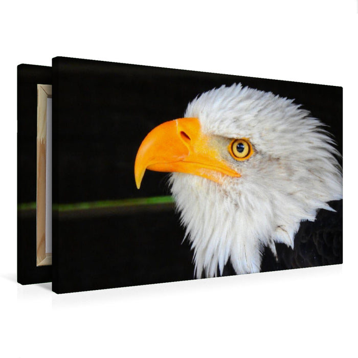 Premium Textil-Leinwand Weisskopfseeadler