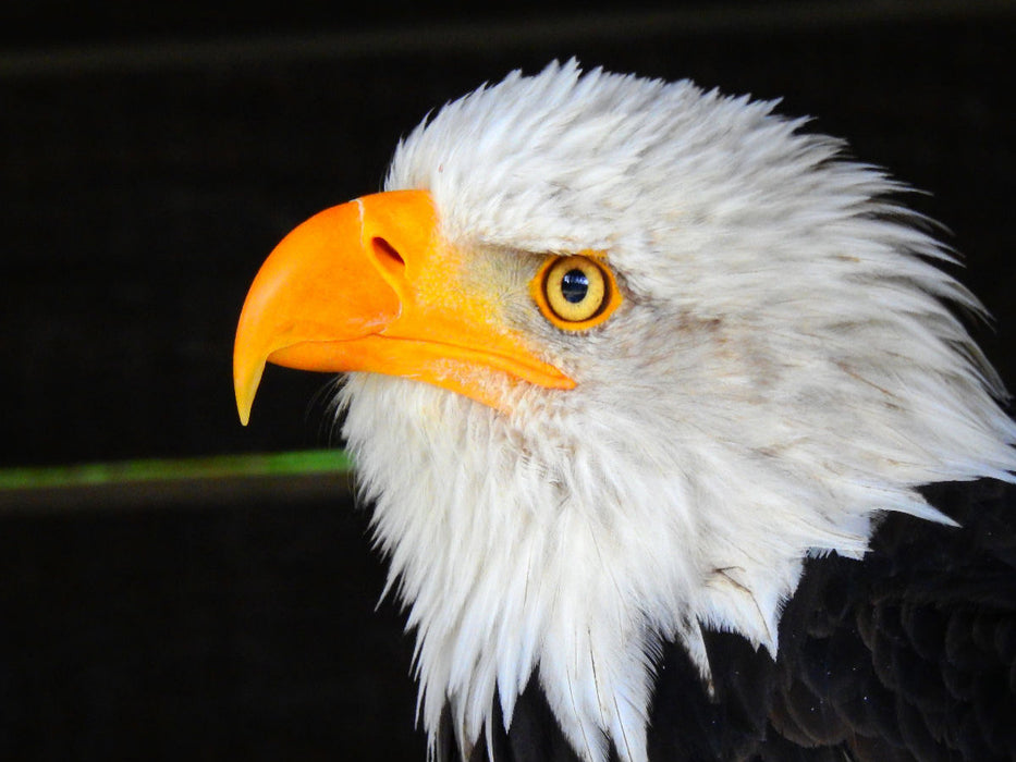 Weisskopfseeadler - CALVENDO Foto-Puzzle'