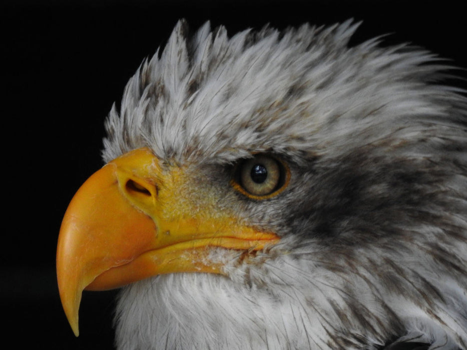 Seeadler - CALVENDO Foto-Puzzle'