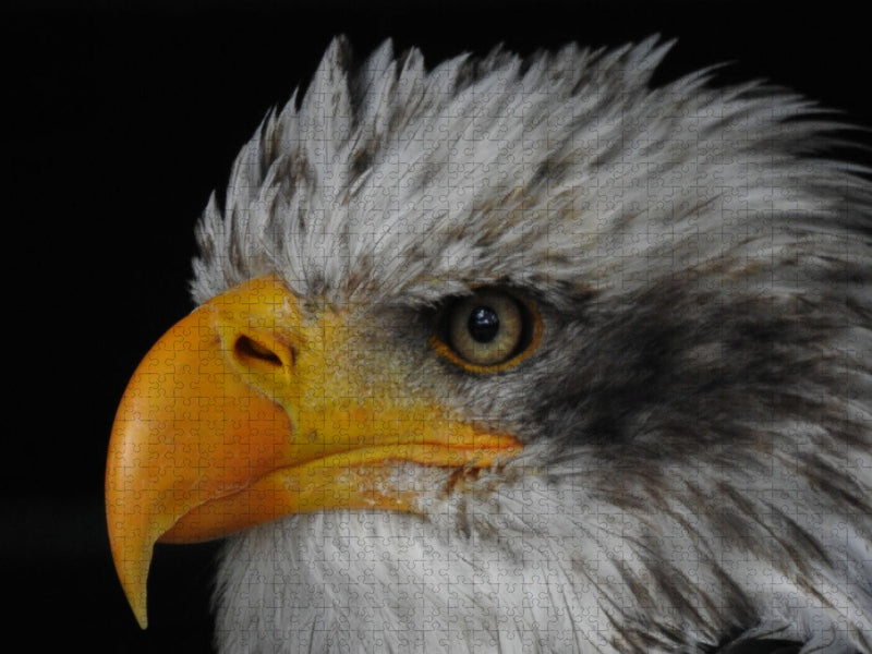 Seeadler - CALVENDO Foto-Puzzle'