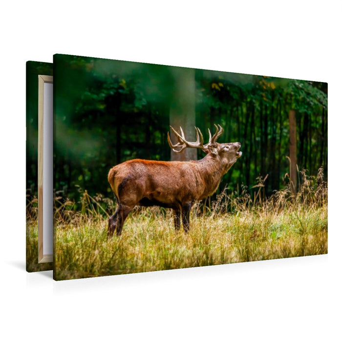 Premium Textil-Leinwand Rothirsch in der Brunft