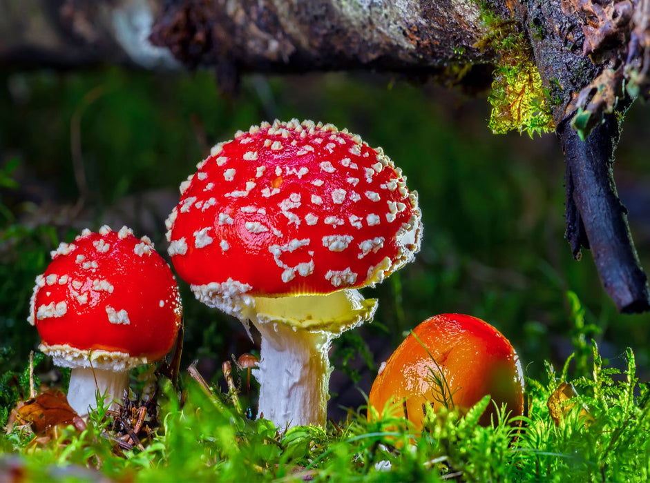 Fliegenpilz (Amanita muscaria) - CALVENDO Foto-Puzzle'