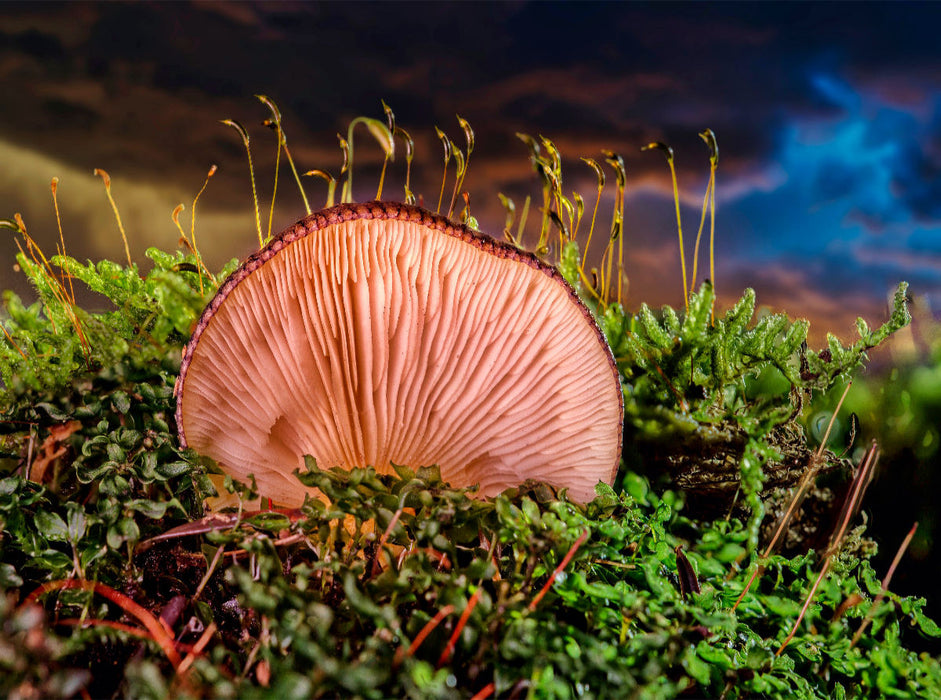 Austern-Seitlings (Pleurotus ostreatus) - CALVENDO Foto-Puzzle'