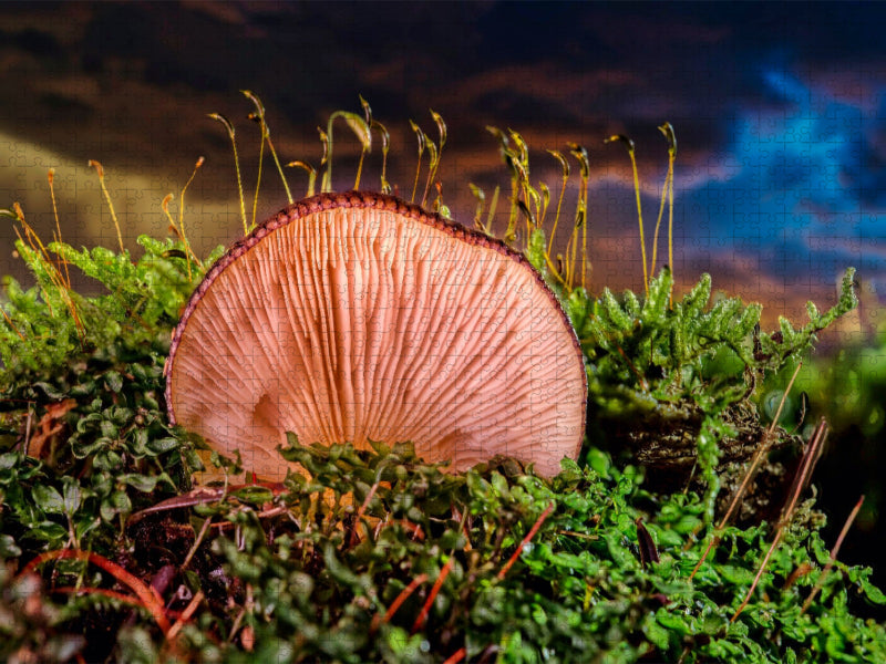 Austern-Seitlings (Pleurotus ostreatus) - CALVENDO Foto-Puzzle'