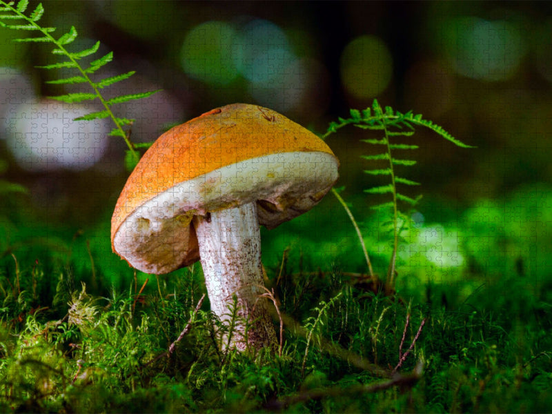 Birkenpilz (Leccinum scabrum) - CALVENDO Foto-Puzzle'