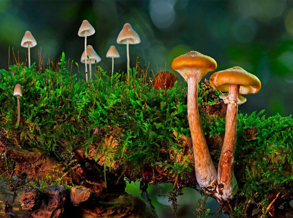 Pilzgruppen - CALVENDO Foto-Puzzle'