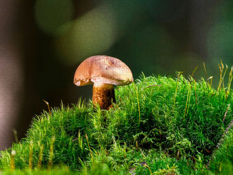 Gallenröhrling (Tylopilus felleus) - CALVENDO Foto-Puzzle'