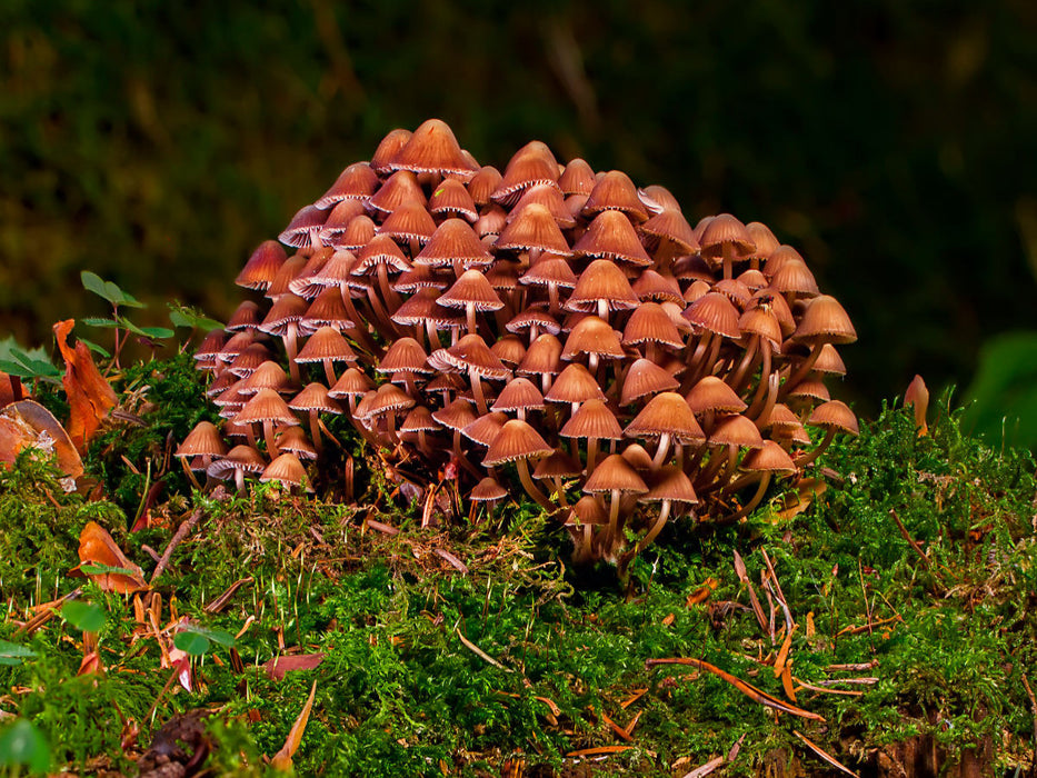 Pilzgruppe - CALVENDO Foto-Puzzle'