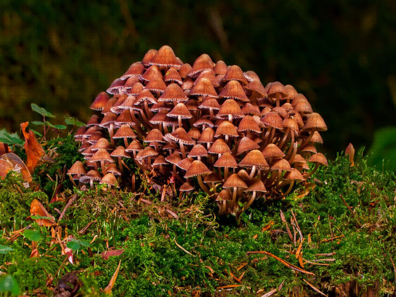 Pilzgruppe - CALVENDO Foto-Puzzle'