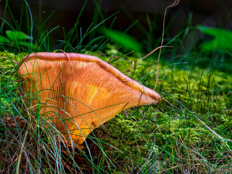 Blätterpilz - CALVENDO Foto-Puzzle'