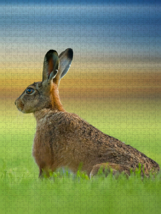 Niedliche Hasen - CALVENDO Foto-Puzzle'