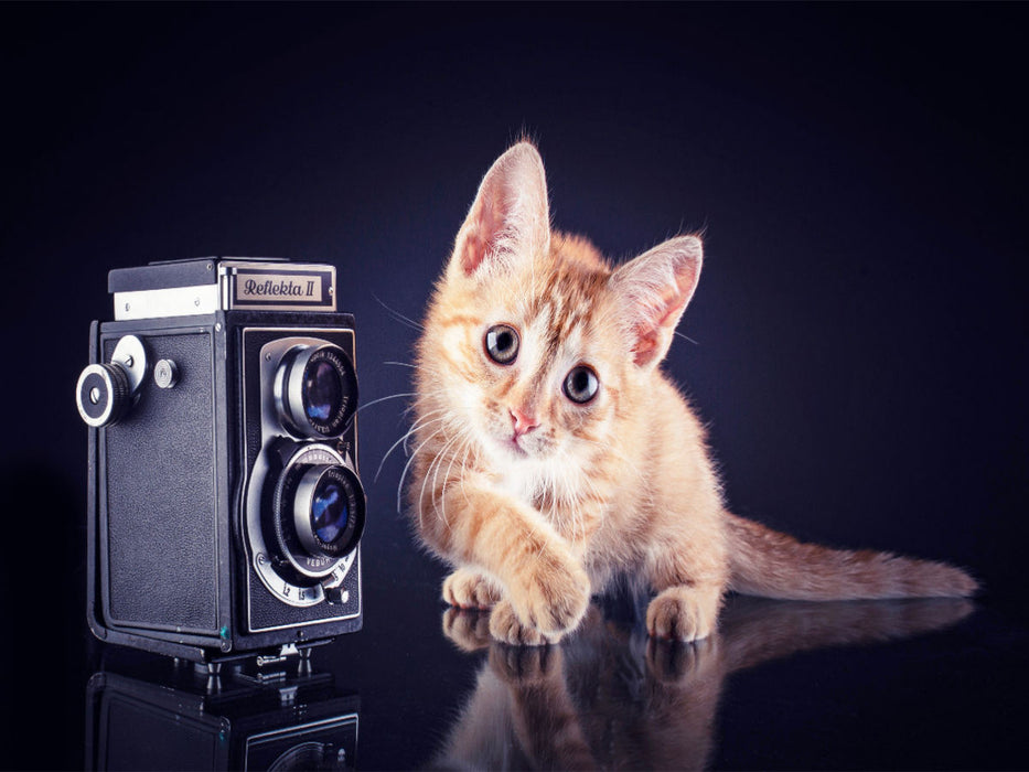 Ich zeig Dir wie die Pose geht - CALVENDO Foto-Puzzle'