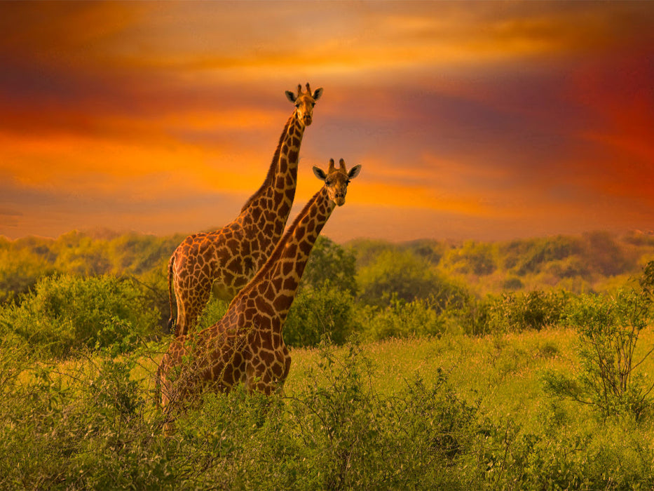 Giraffen in Kenia - CALVENDO Foto-Puzzle'