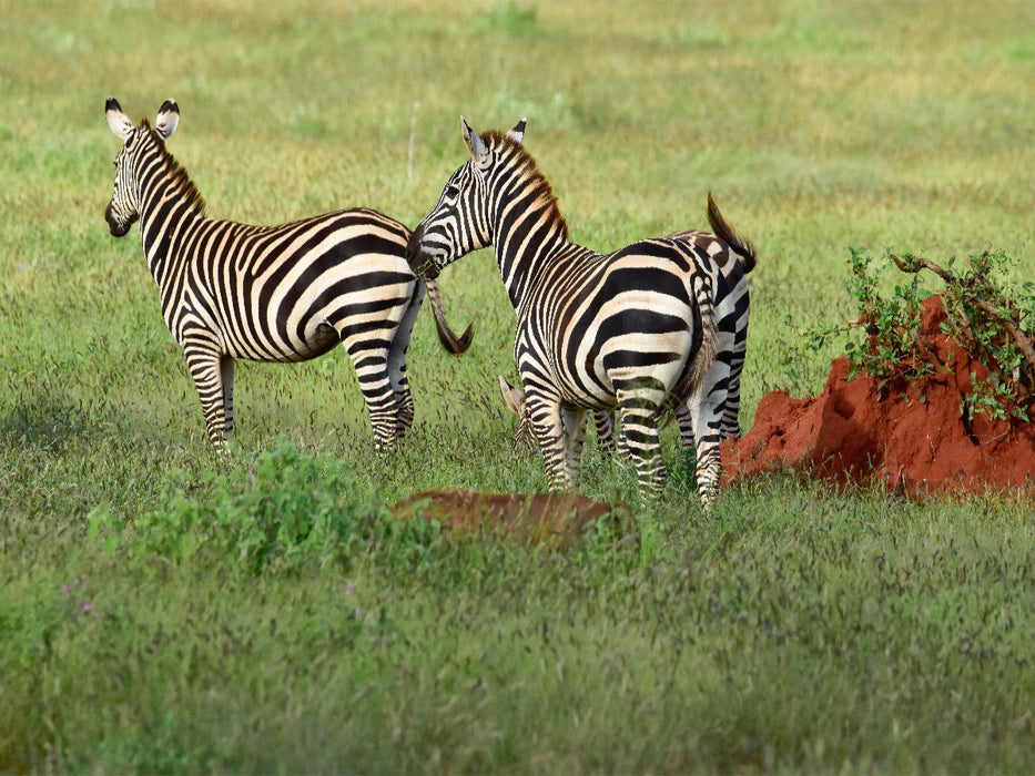 Zebra - CALVENDO Foto-Puzzle'