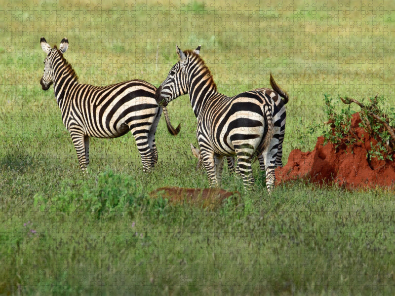 Zebra - CALVENDO Foto-Puzzle'