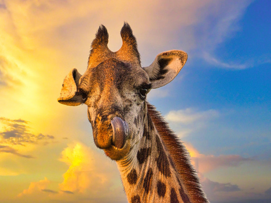Giraffenkopf - CALVENDO Foto-Puzzle'