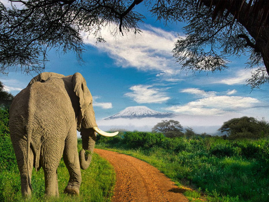 Elefant und Kilimandscharo - CALVENDO Foto-Puzzle'