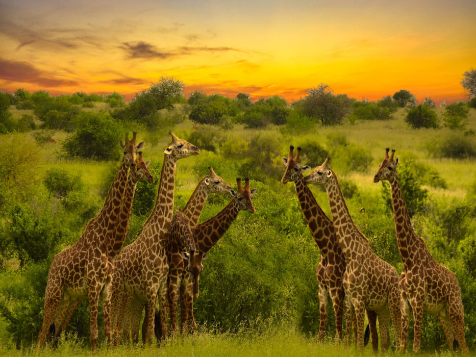 Giraffenversamlung - CALVENDO Foto-Puzzle'