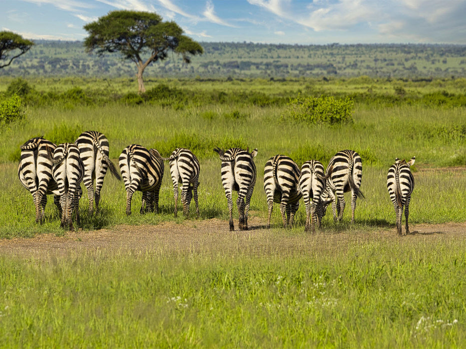 Eine Herde Zebras - CALVENDO Foto-Puzzle'