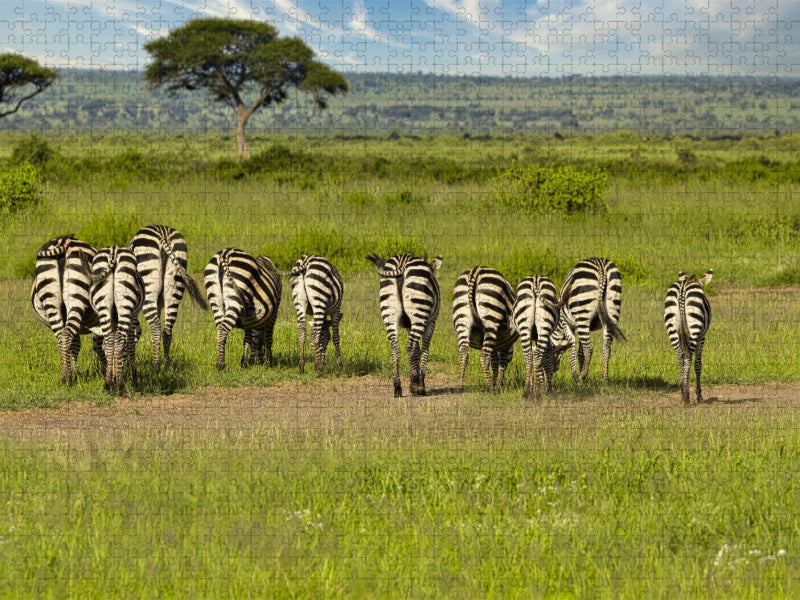 Eine Herde Zebras - CALVENDO Foto-Puzzle'