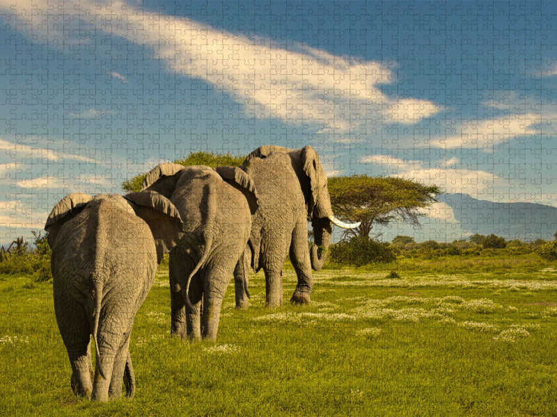 Elefanten - CALVENDO Foto-Puzzle'