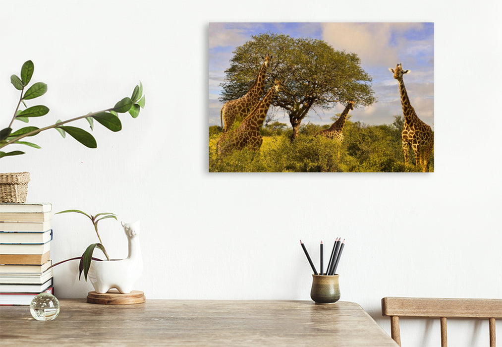 Premium Textil-Leinwand Premium Textil-Leinwand 120 cm x 80 cm quer Giraffenherde an einem Baum