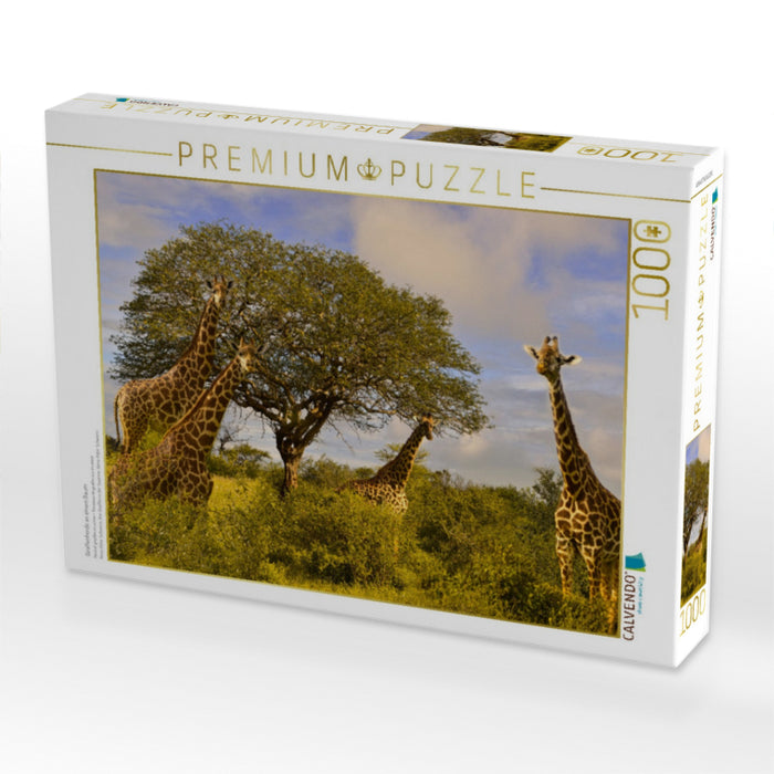 Giraffenherde an einem Baum - CALVENDO Foto-Puzzle'