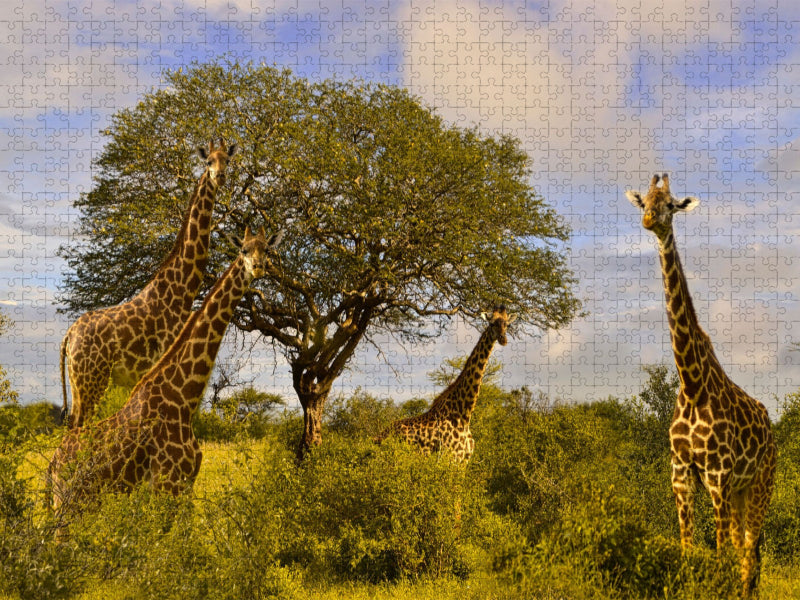 Giraffenherde an einem Baum - CALVENDO Foto-Puzzle'