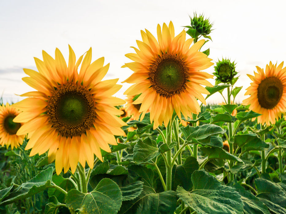 Sonnenblumenfeld - CALVENDO Foto-Puzzle'