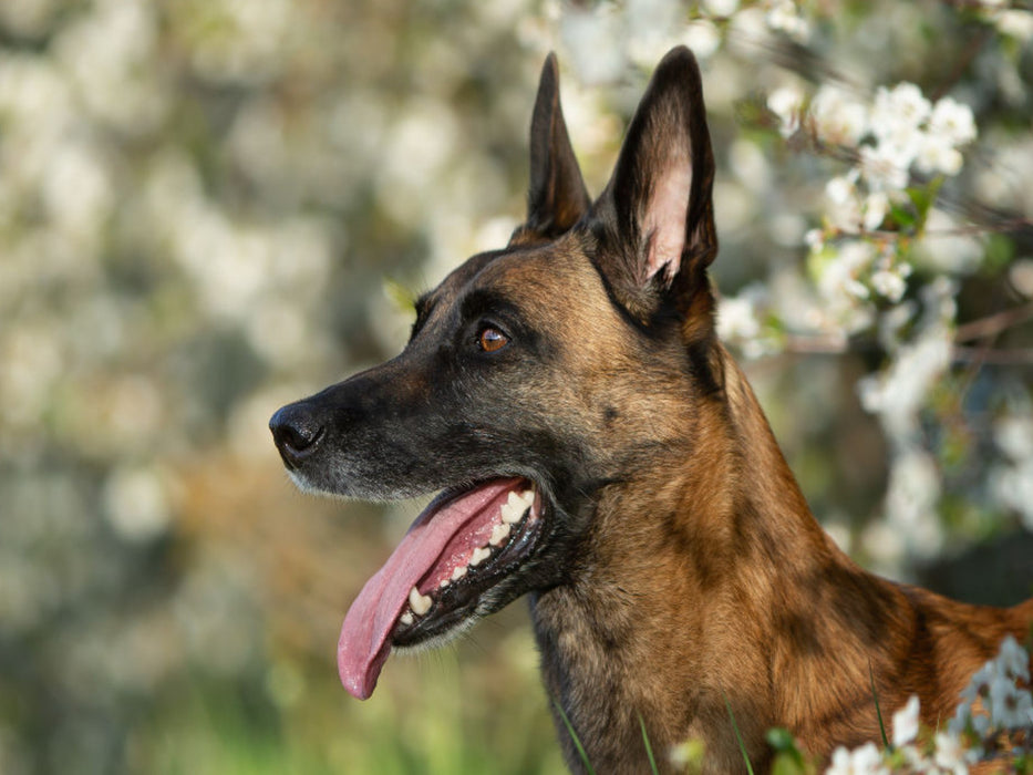 Malinoishündin - CALVENDO Foto-Puzzle'