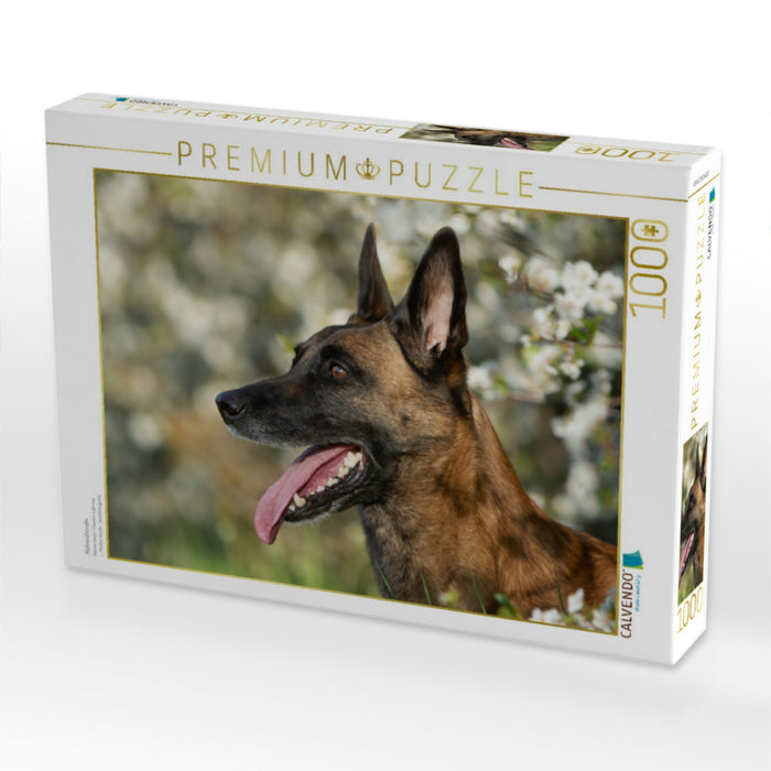 Malinoishündin - CALVENDO Foto-Puzzle'