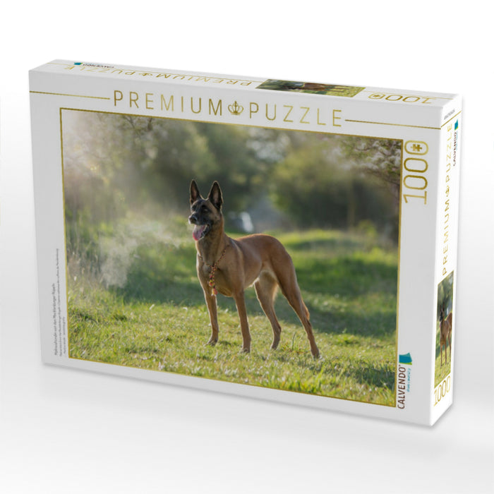 Malinoishündin von den Mecklenburger Rüpeln - CALVENDO Foto-Puzzle'