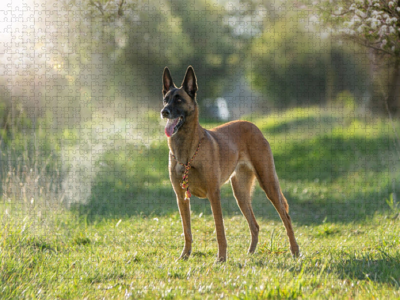 Malinoishündin von den Mecklenburger Rüpeln - CALVENDO Foto-Puzzle'