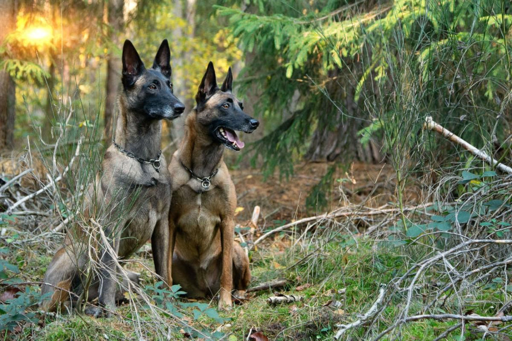 Premium Textil-Leinwand Malinois von den Mecklenburger Rüpeln