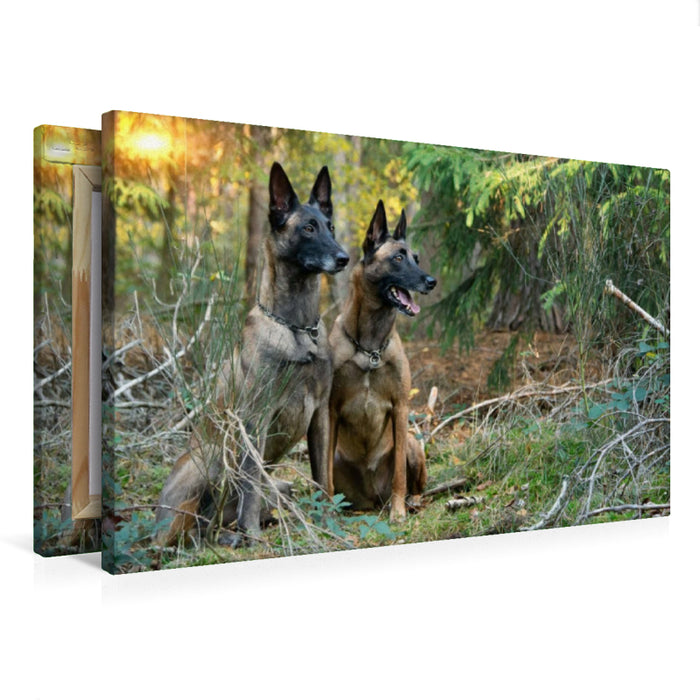 Premium Textil-Leinwand Malinois von den Mecklenburger Rüpeln