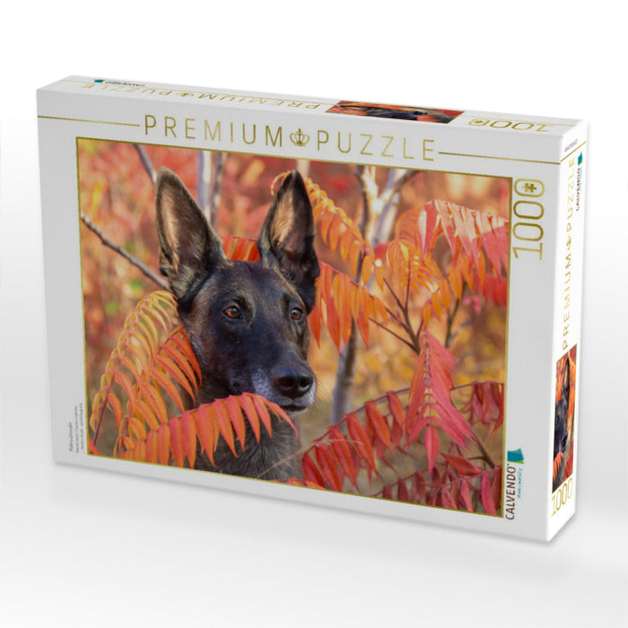 Malinoishündin - CALVENDO Foto-Puzzle'