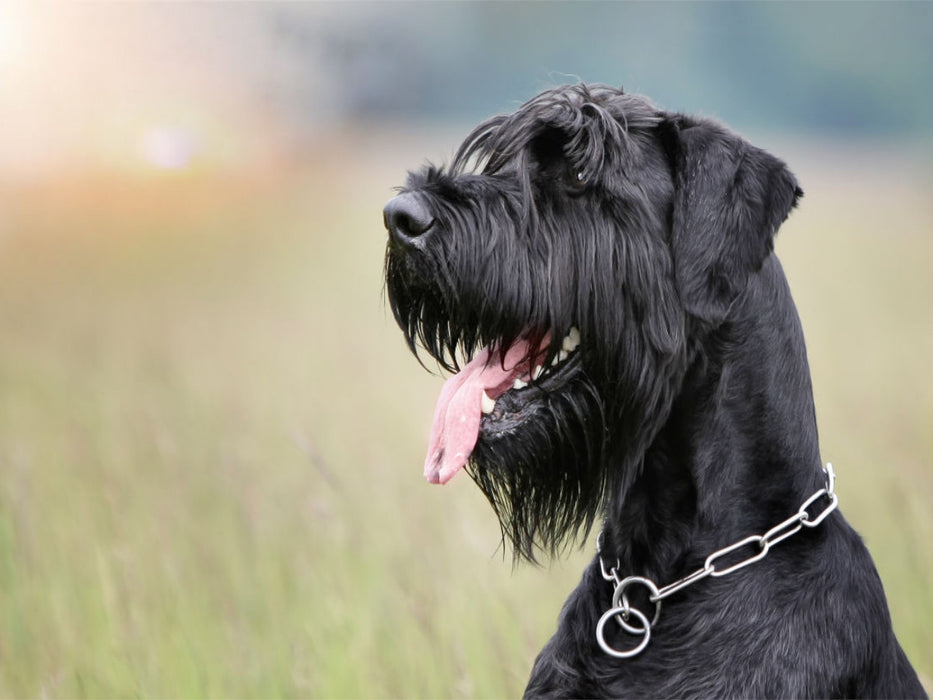 Riesenschnauzer - Seelenhund - CALVENDO Foto-Puzzle'