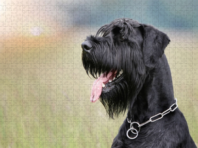 Riesenschnauzer - Seelenhund - CALVENDO Foto-Puzzle'